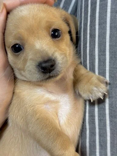 Эмодзи Dogs