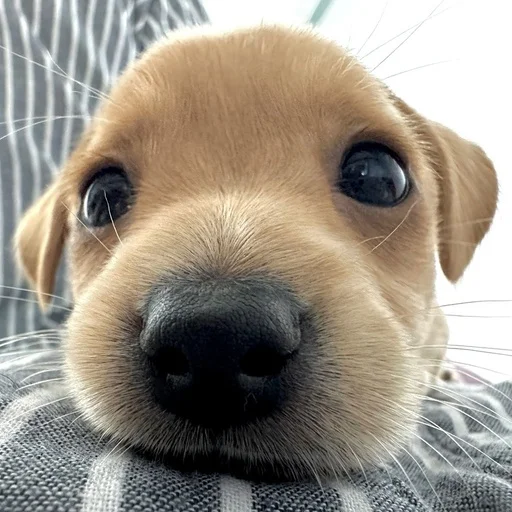 Эмодзи Dogs