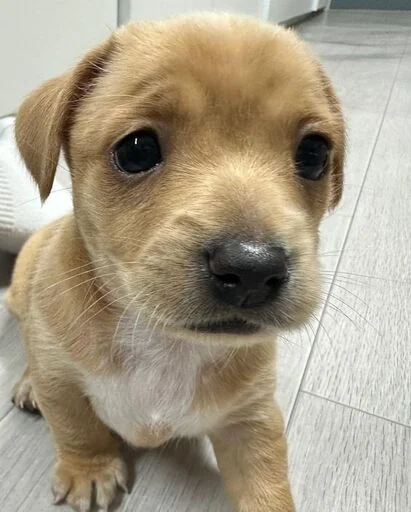 Эмодзи Dogs