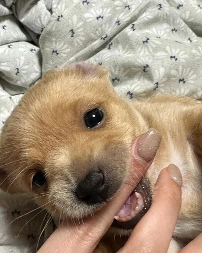 Эмодзи Dogs