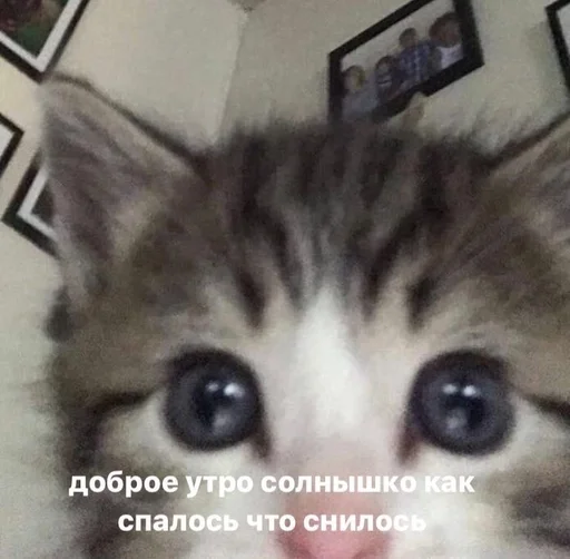 Эмодзи kitten love