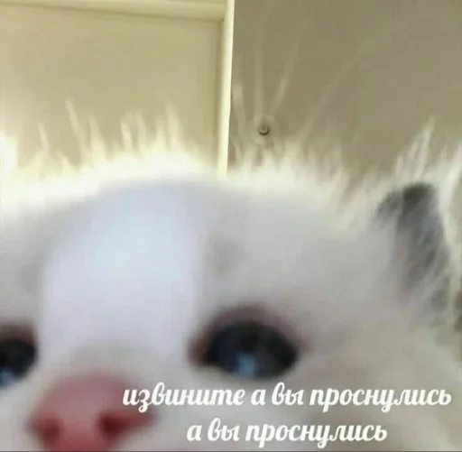 Эмодзи kitten love