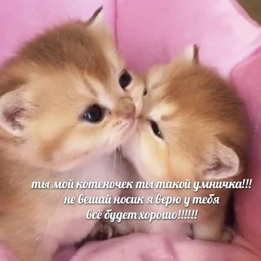 Эмодзи kitten love