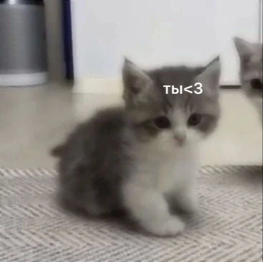 Эмодзи kitten love