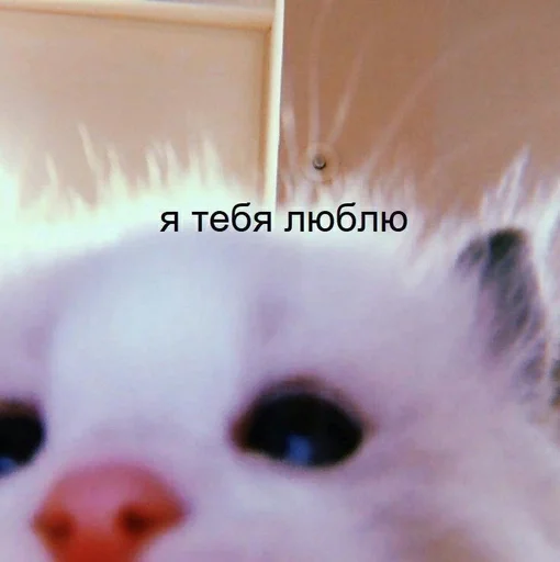 Эмодзи kitten love