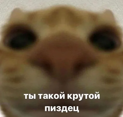 Эмодзи kitten love