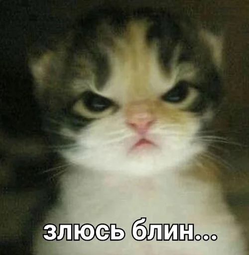 Эмодзи kitten love