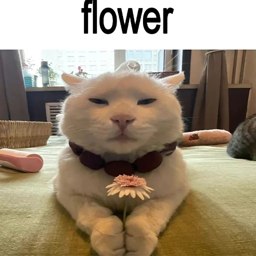 Эмодзи cats