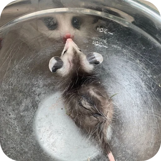 Эмодзи Котики и фразочки