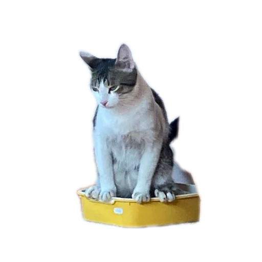 Эмодзи Котики и фразочки