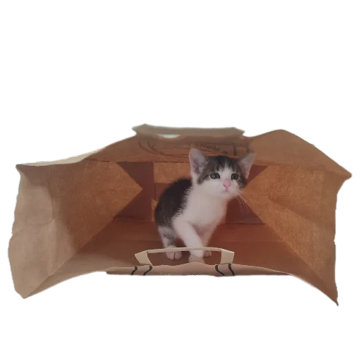 Эмодзи Котики и фразочки