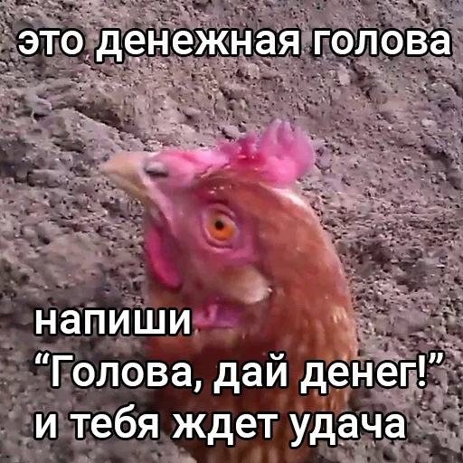 🐔