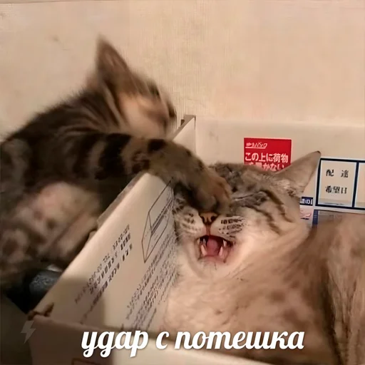 Эмодзи Стикеры одинокой бабули