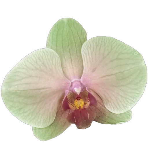 Эмодзи запах весны