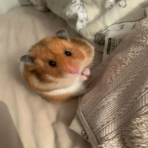 Эмодзи Hamsters