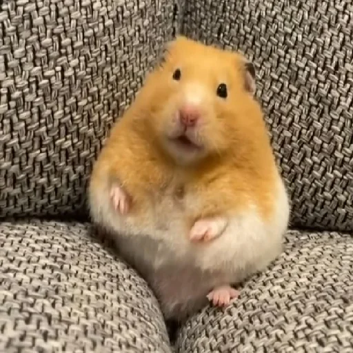 Эмодзи Hamsters