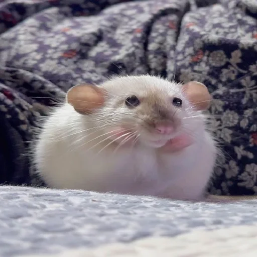 Эмодзи Hamsters