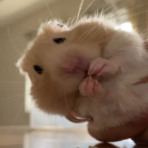 Эмодзи Hamsters