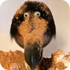 🐦