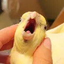 Эмодзи Birb