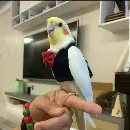Эмодзи Birb