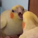 Эмодзи Birb