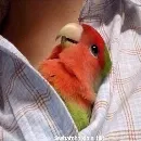 Эмодзи Birb
