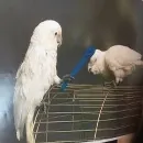 Эмодзи Birb