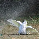 Эмодзи Birb