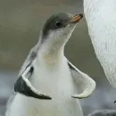 Эмодзи Birb