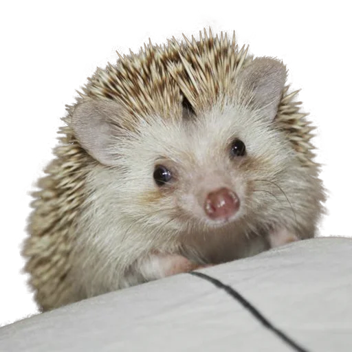 Эмодзи hedgehogs Beauty Stickers