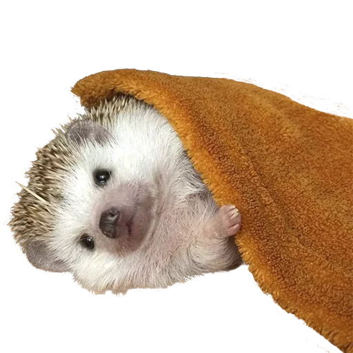 Эмодзи hedgehogs Beauty Stickers