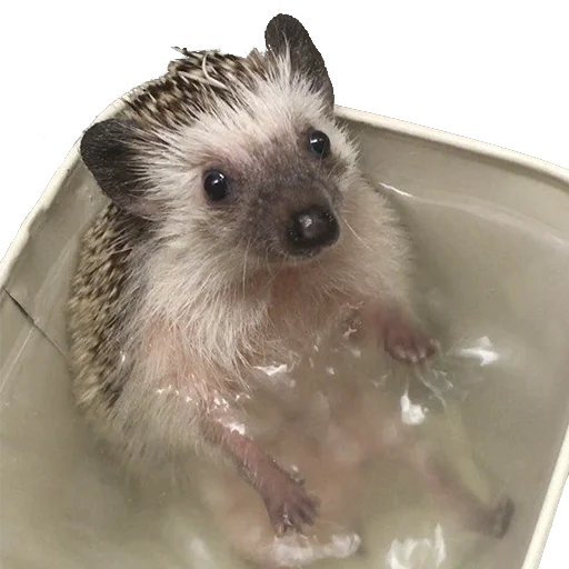 Эмодзи hedgehogs Beauty Stickers