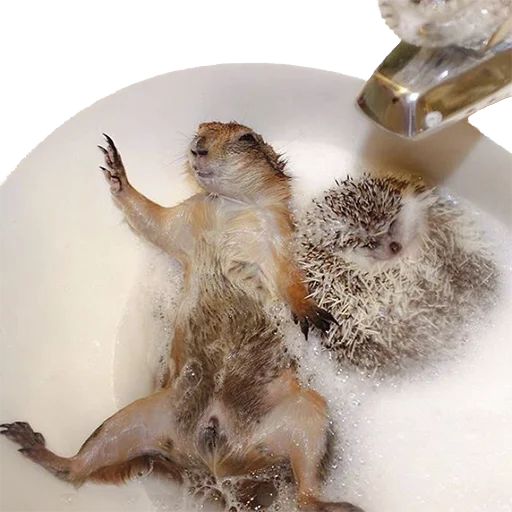 Эмодзи hedgehogs Beauty Stickers