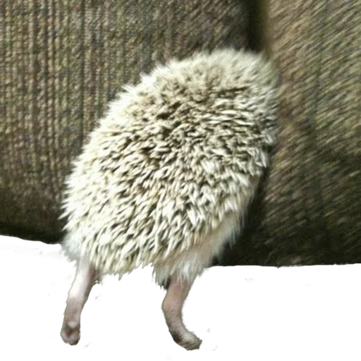 Эмодзи hedgehogs Beauty Stickers