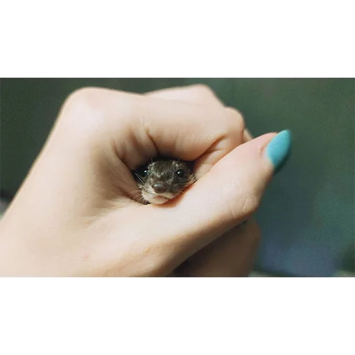 Эмодзи *is hold*