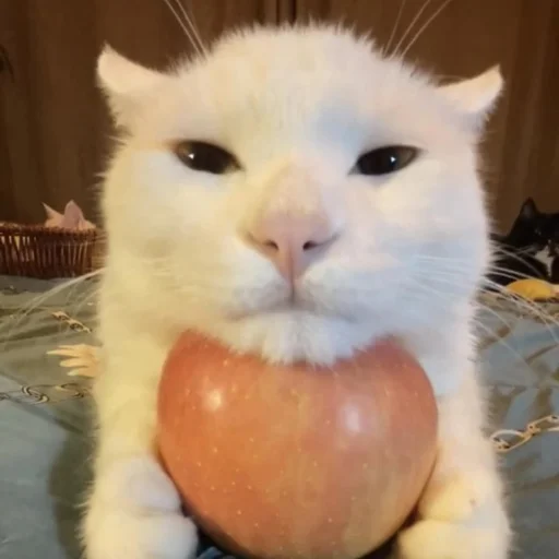 Эмодзи Cats | Котики