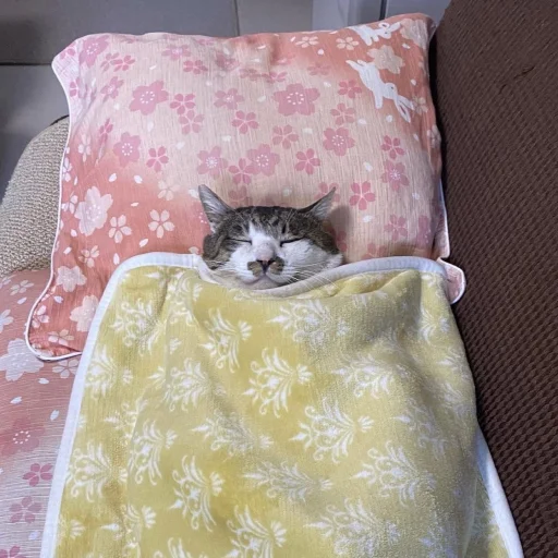 Эмодзи Cats | Котики