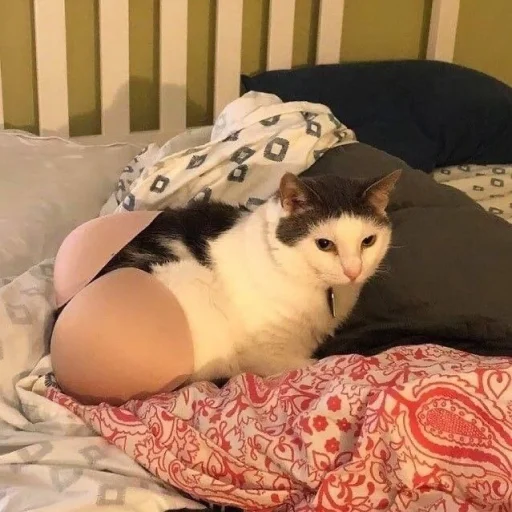 Эмодзи Cats | Котики