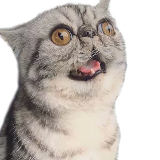 Эмодзи Хозяин Кота ИДИОТ