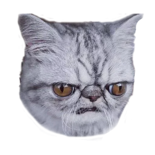Эмодзи Хозяин Кота ИДИОТ