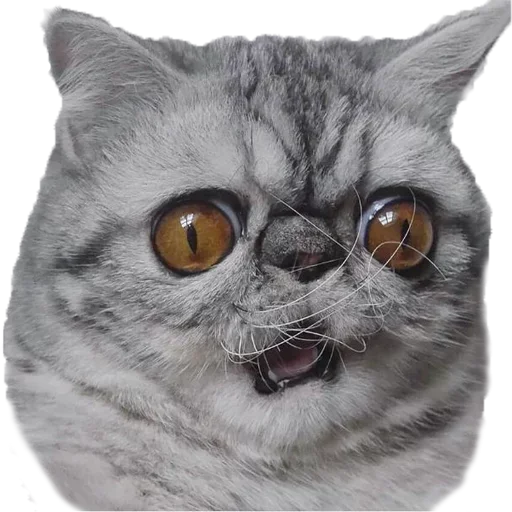 Эмодзи Хозяин Кота ИДИОТ