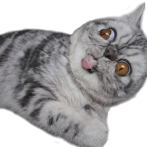 Эмодзи Хозяин Кота ИДИОТ