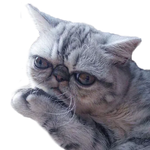 Эмодзи Хозяин Кота ИДИОТ
