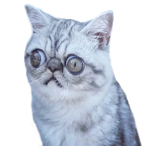 Эмодзи Хозяин Кота ИДИОТ