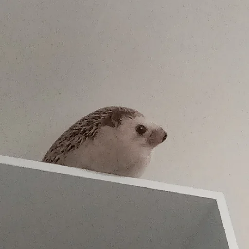 Эмодзи ХРЕН