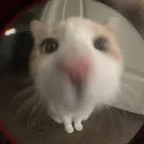 Эмодзи бум бум