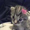 Эмодзи бум бум