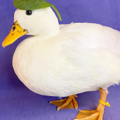 Эмодзи Animali