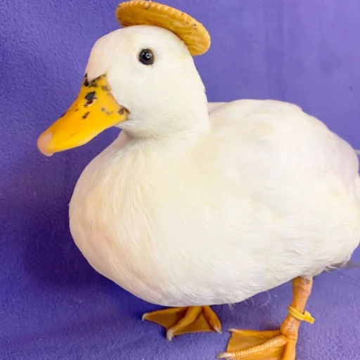 Эмодзи Animali